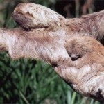Бурогорлый  ленивец