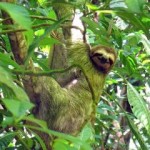 Ленивец. Описание