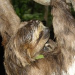 Ленивец. Образ жизни