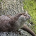 Образ жизни выдры