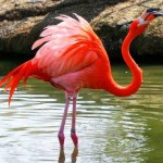 Красный фламинго